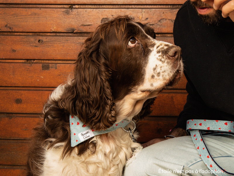 Bandana En Denim - Chien