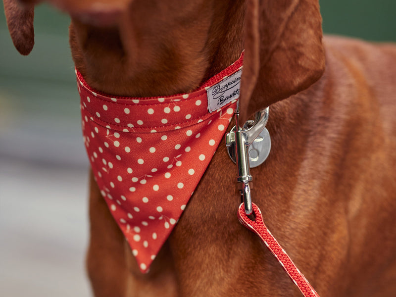 Bandana Rouge À Pois Rouge - Chien