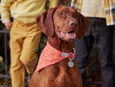 Bandana Rouge À Pois Rouge - Chien