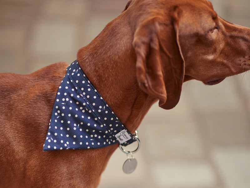 Bandana Bleu Marine  - Chien