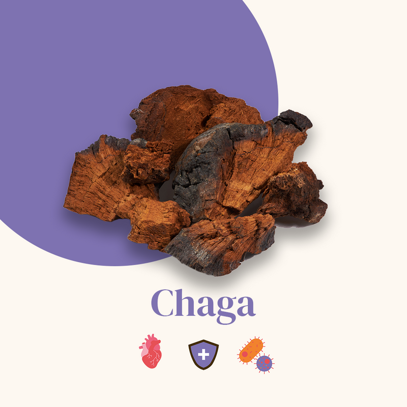 Compléments Alimentaires Chaga - Cure En Gélules