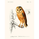 Sciences Naturelles - Chouette