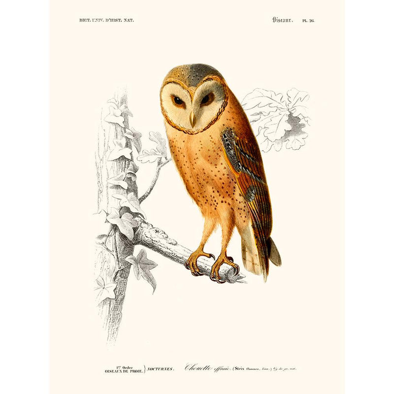 Sciences Naturelles - Chouette