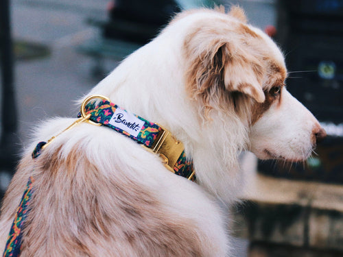 Collier Motif Multicolore - Chien