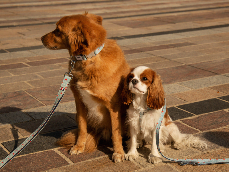 Collier En Denim - Chien