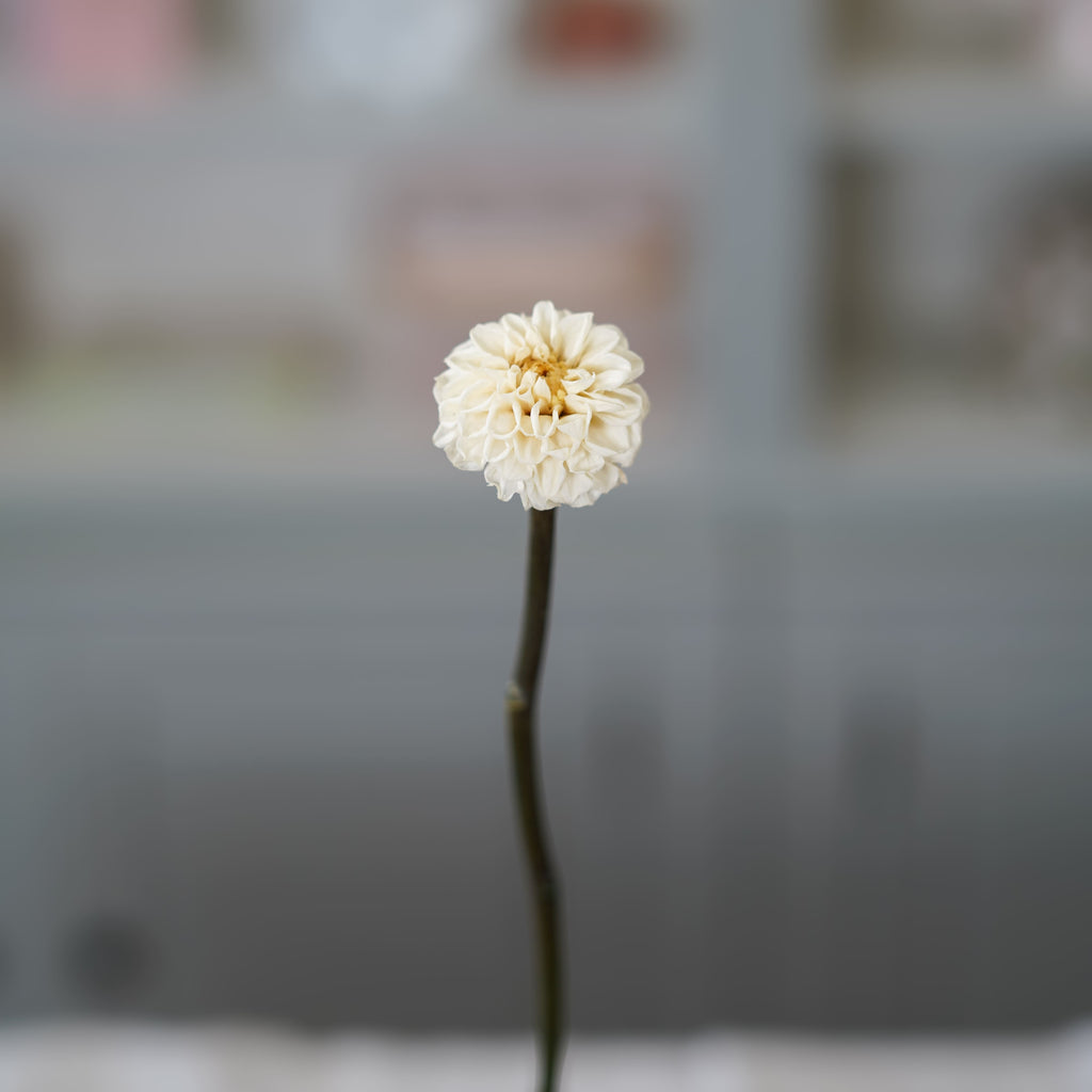 Dahlia Stabilisé Ivoire