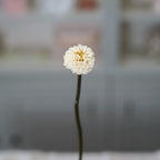 Dahlia Stabilisé Ivoire