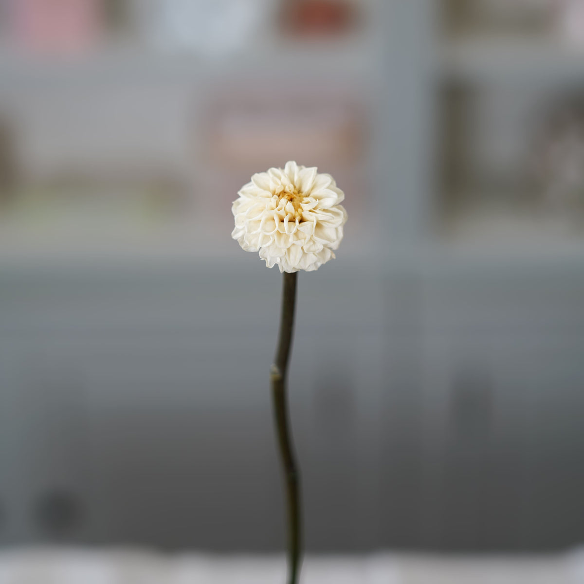 Dahlia Stabilisé Ivoire
