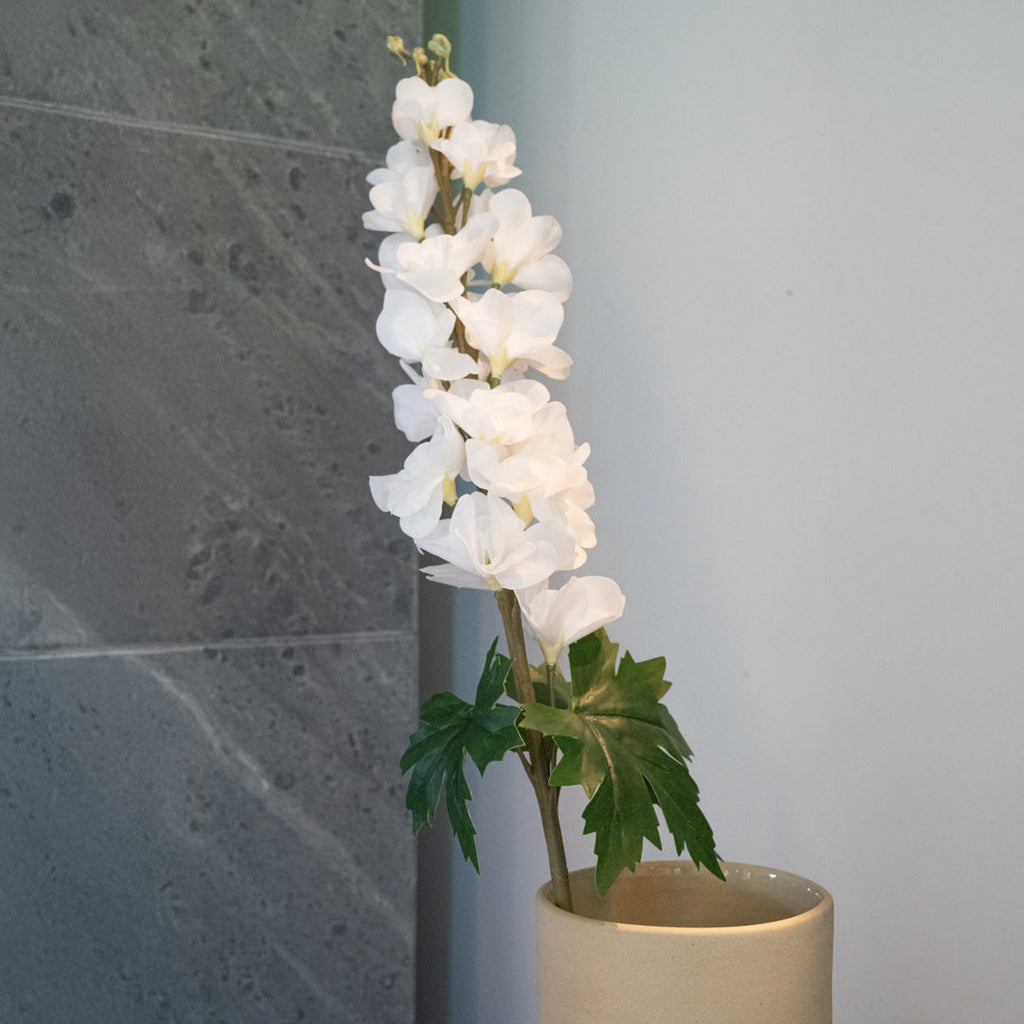 Delphinium Blanc