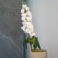 Delphinium Blanc