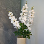 Delphinium Blanc