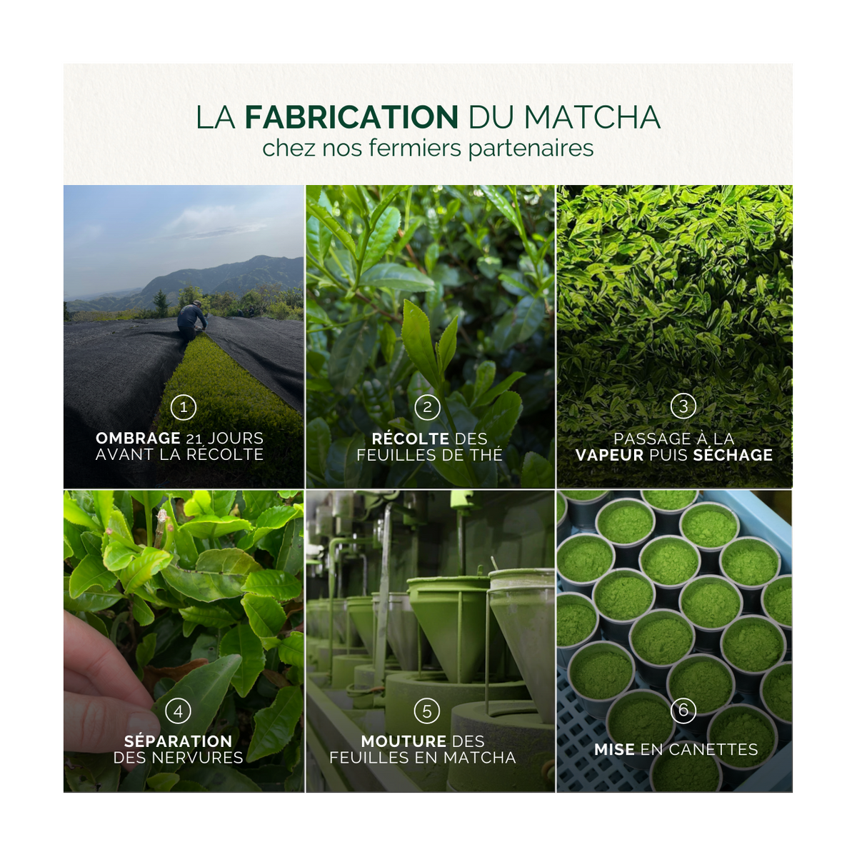 Herbata Matcha Genmai Bio