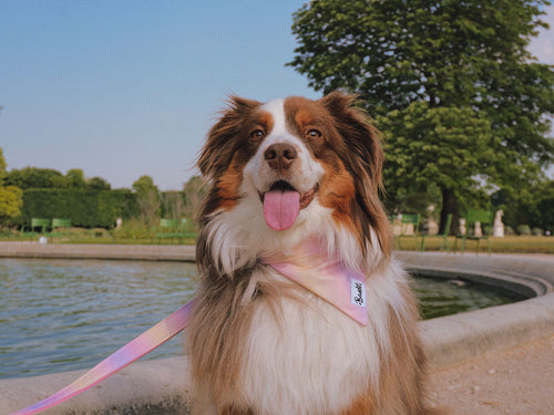 Bandana À Imprimé Dégradé Sunset - Chien