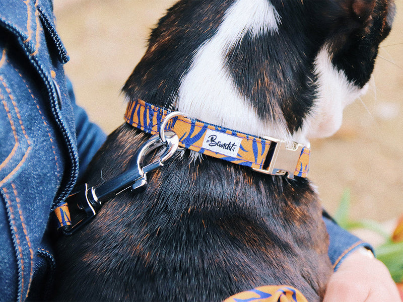 Collier Motif Tigré Orange Et Bleu - Chien