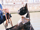 Bandana Tigré Orange Et Bleu - Chien