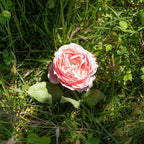 Camélia En Papier Rose Pâle