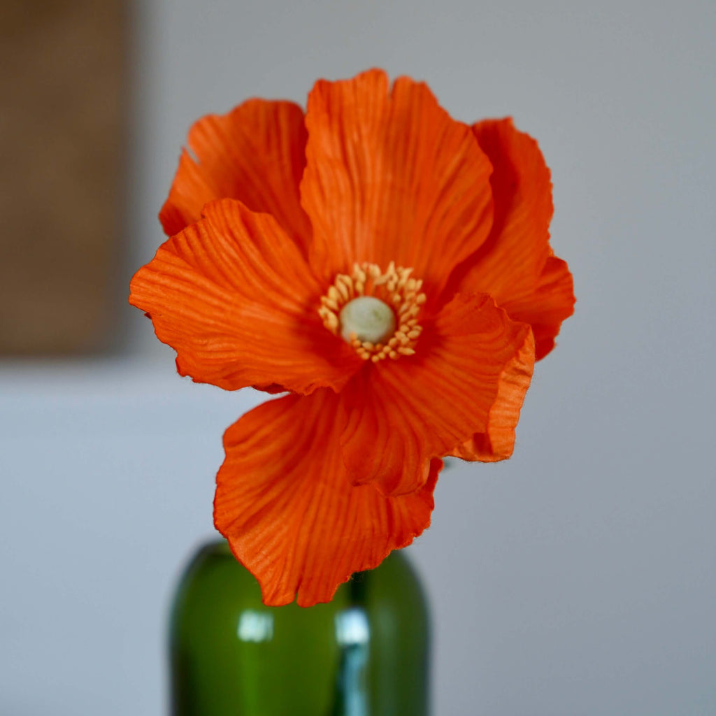 Orange Paper Poppy