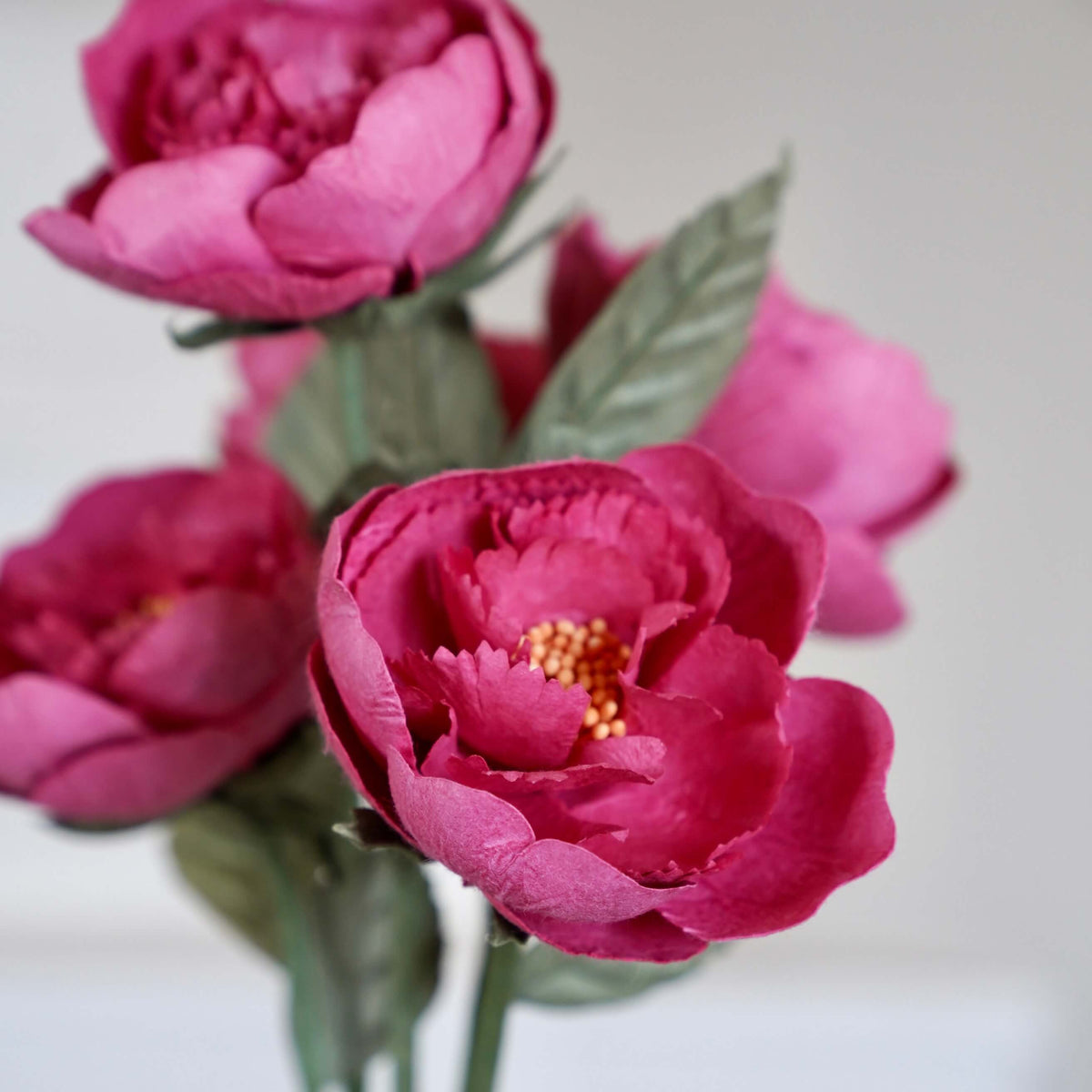 Pivoine De Jardin En Papier Fuchsia