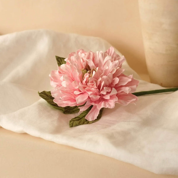 Pappersdahlia Rosa