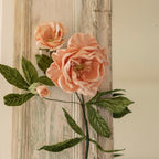 Rosa Caroline De Papel Albaricoque