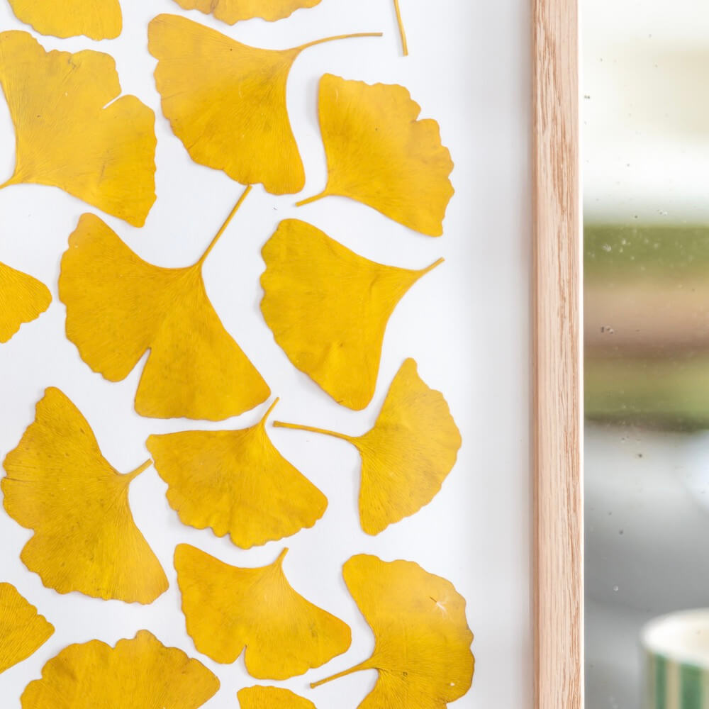 Herbier Camaieux De Ginkgo A4