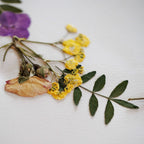 Ronde Printanière A3 Herbarium