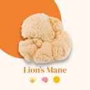 French Mush compléments alimentaires à base d'extraits de champignons médicinaux biologiques fabriqués en France Le Lion’s Mane - Concentration - gélules Bio - gélules -