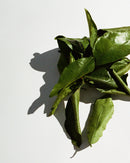 194 Recharge Nettoyant Pour Les Mains & Le Corps - Feuille de Pamplemousse