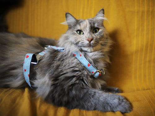 Le Harnais En Denim - Chat