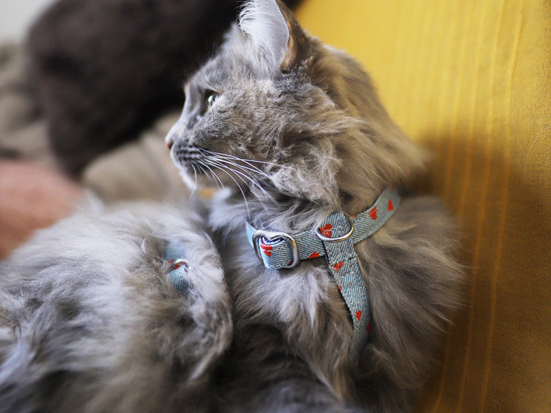 Le Harnais En Denim - Chat