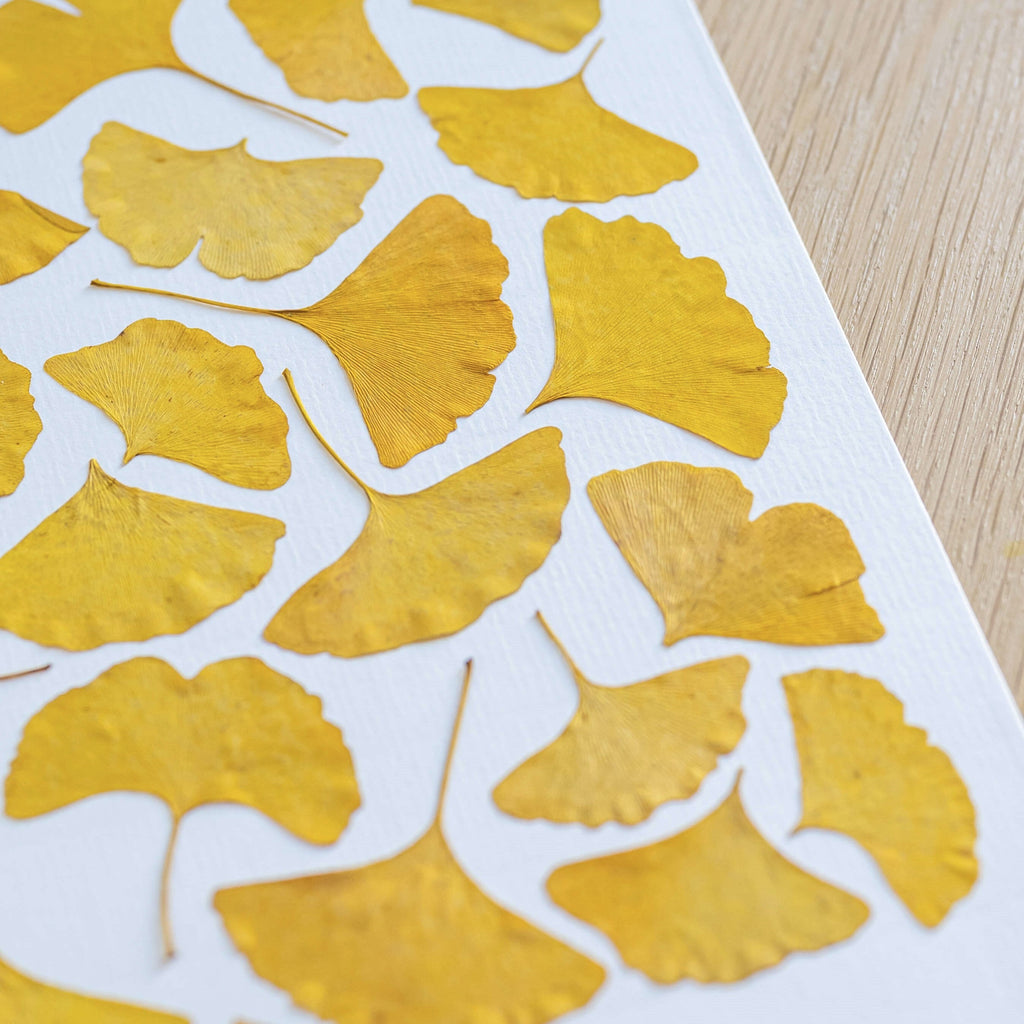 Herbier Camaieux De Ginkgo A4