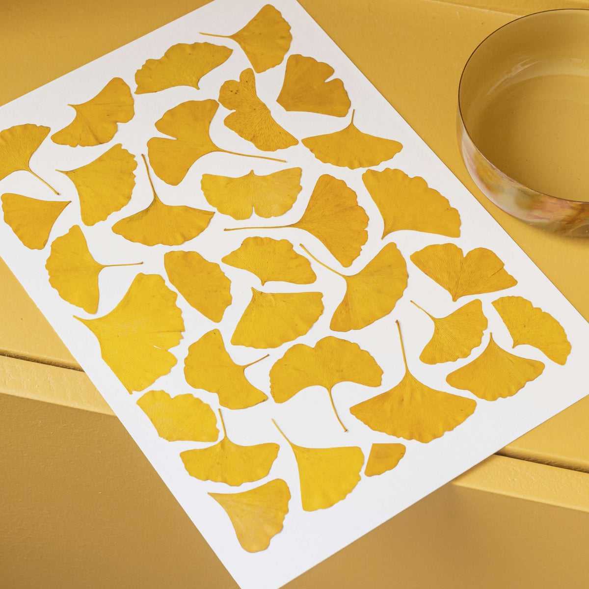 Herbier Camaieux De Ginkgo A4
