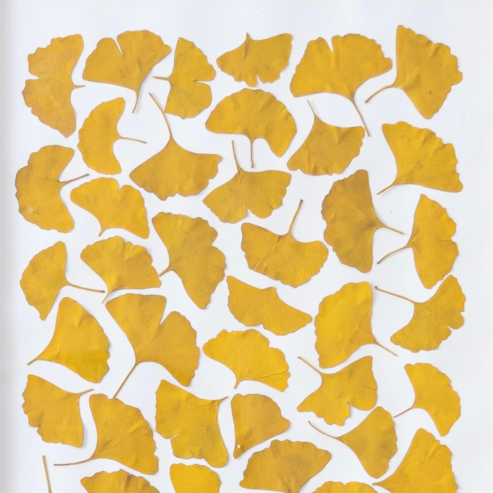Herbier Camaieux De Ginkgo A4