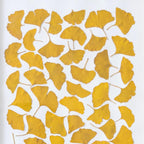 Herbier Camaieux De Ginkgo A4