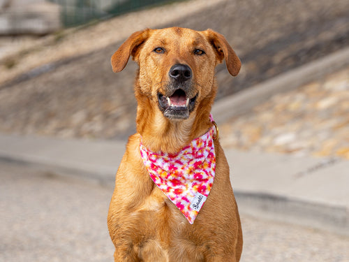 Bandana Tie And Dye - Chien