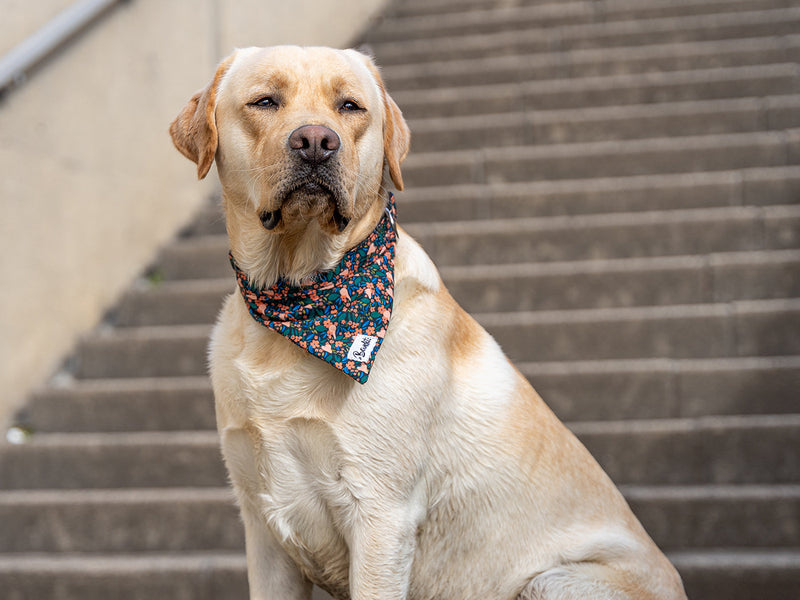 Bandana Motif Fleuri - Chien