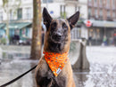 Bandana Léopard Néon Orange - Chien