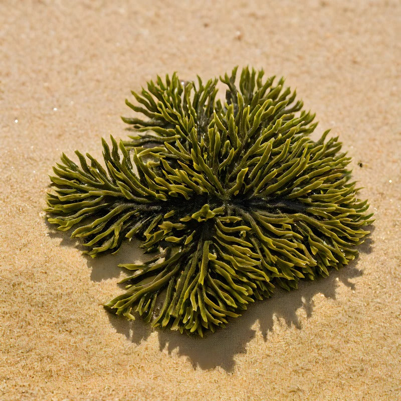 Duo De L'Été (Huile & Protecteur Solaire)