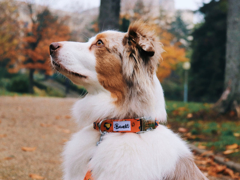 Collier Léopard Néon Orange - Chien