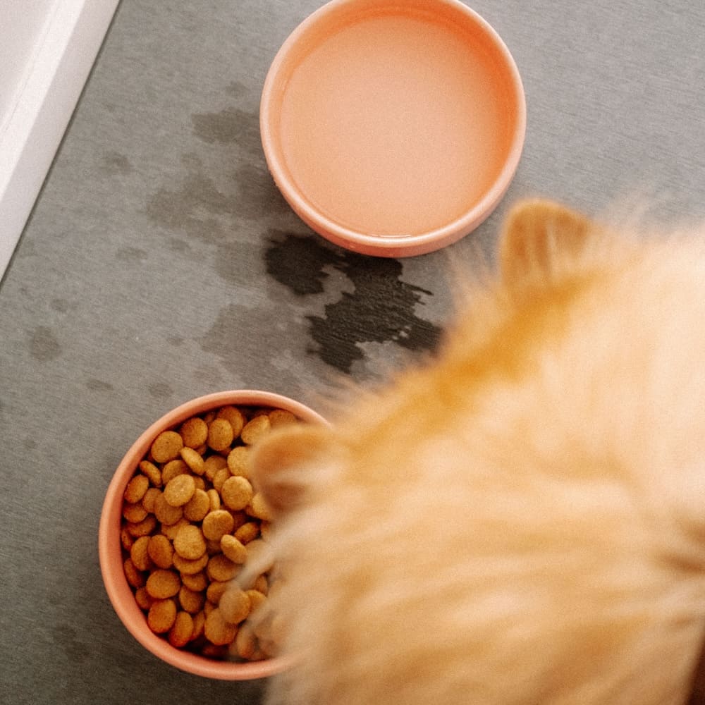 Pets - Diatomite Stone Dog & Cat Bowl Mat