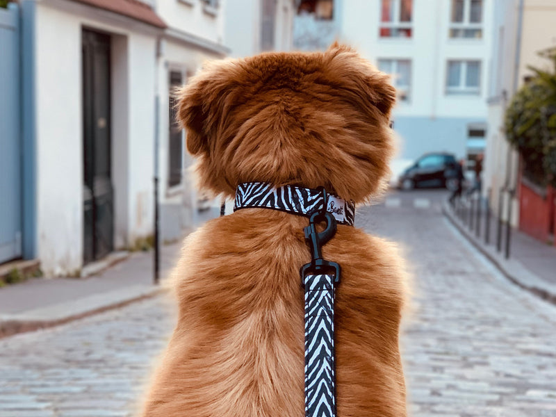 Laisse pour chien motif zèbre 2