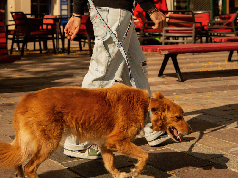 Laisse En Denim - Chien