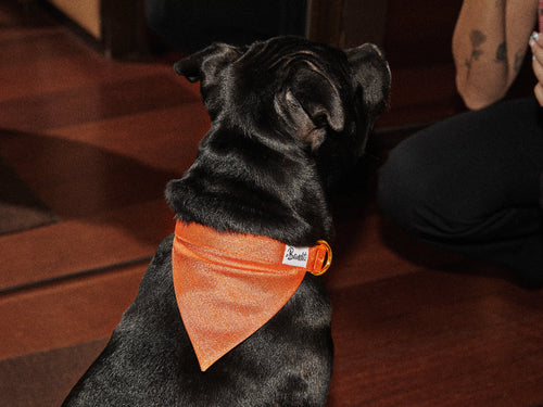 Bandana À Paillettes Orange - Chien