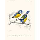 Sciences Naturelles - Mésange Bleue