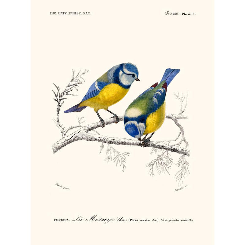 Sciences Naturelles - Mésange Bleue