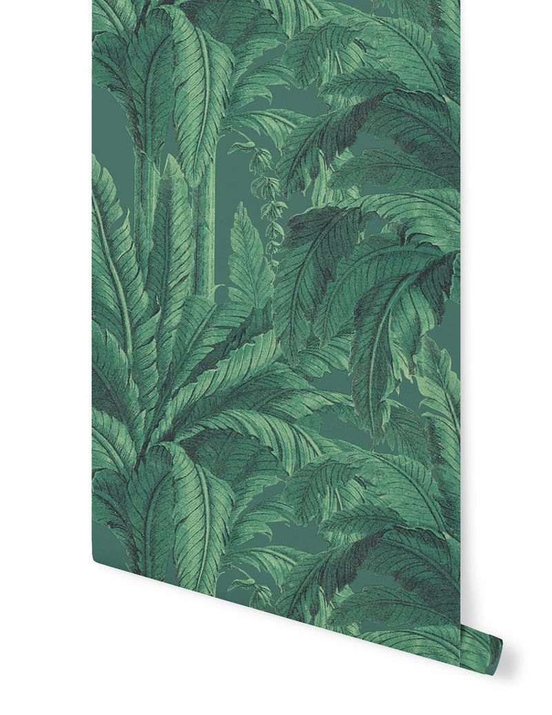 Musa Wallpaper - Green