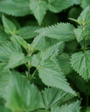 233 Après-Shampooing - Ortie