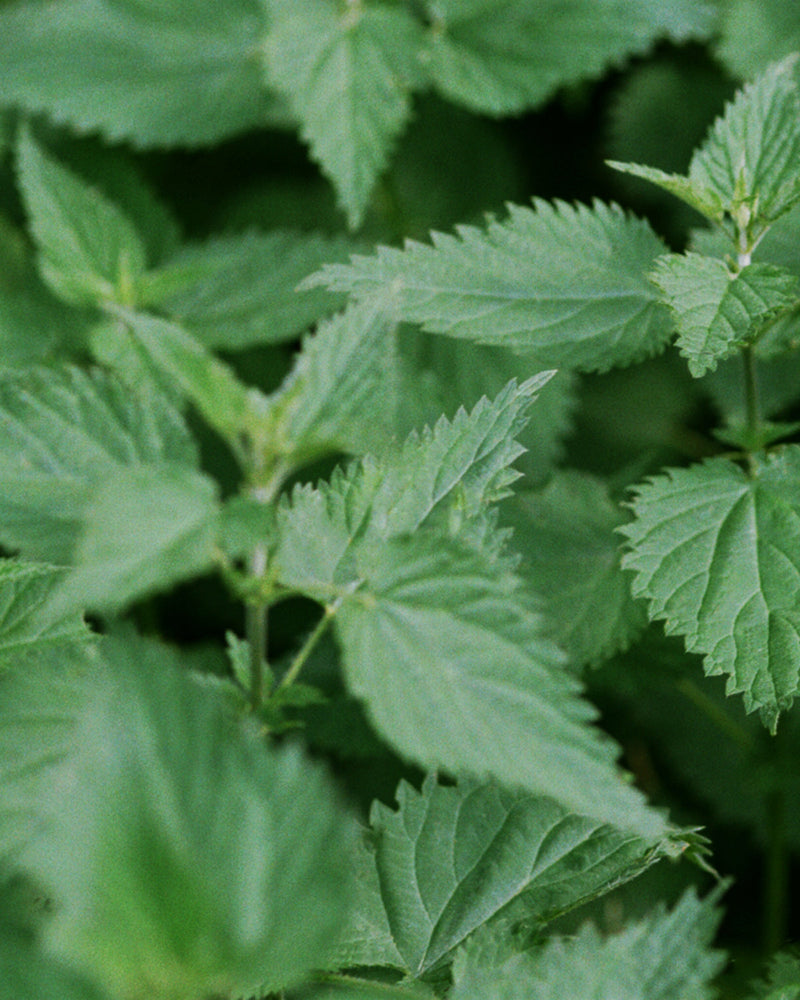 233 Après-Shampooing - Ortie
