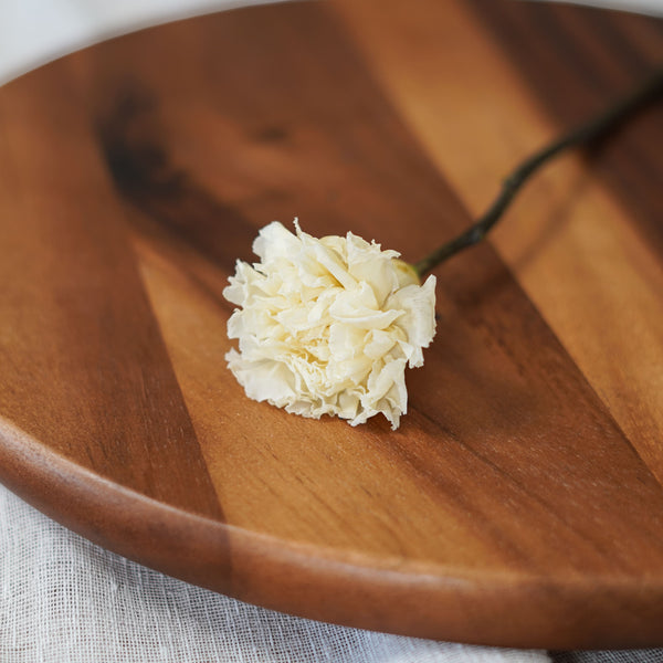Preserved Ivory Carnation