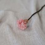 Oeillet Stabilisé Rose Pâle